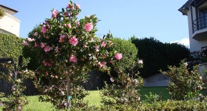 20-camellia